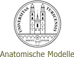 Universit&auml;t Z&uuml;rich - Anatomische Modelle